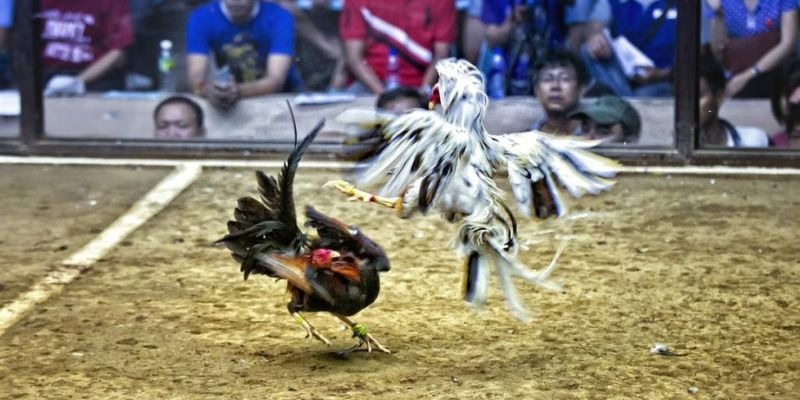 85win qq88 bắn cá